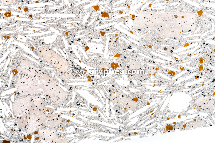 Basalte demi-deuil LPNA x1,5 - gryphea.org